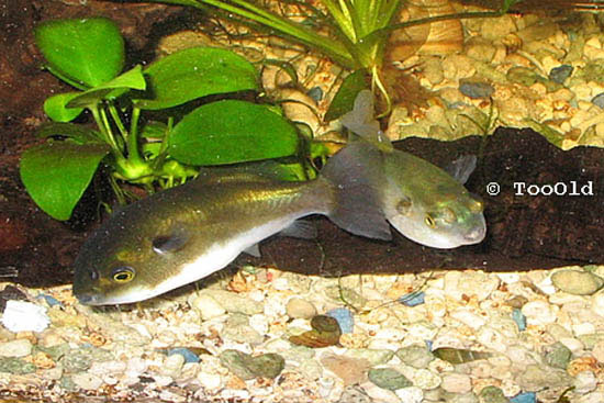 Auriglobus silus