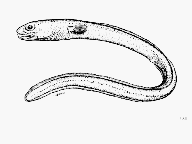 Paraconger similis