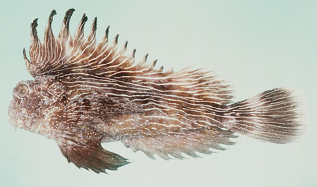 Choridactylus striatus
