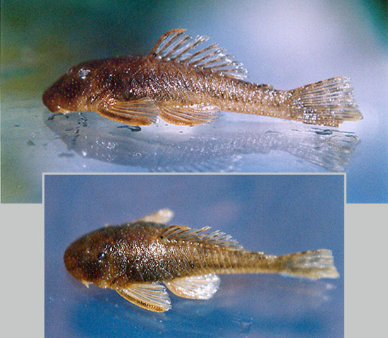 Chaetostoma taczanowskii