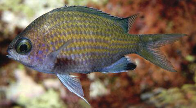 Chromis unipa