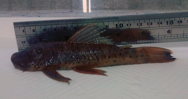 Chaetostoma vagum