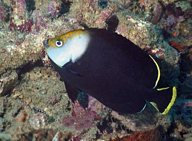 Chaetodontoplus vanderloosi