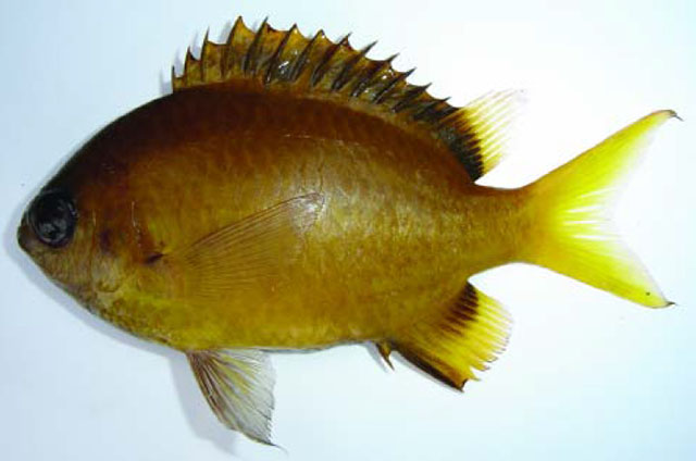 Chromis xouthos