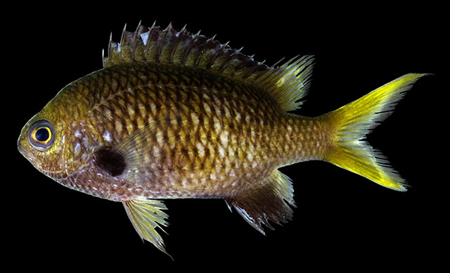 Chromis yamakawai