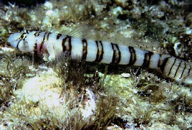 Chriolepis zebra