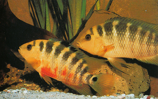 Mesoheros atromaculatus