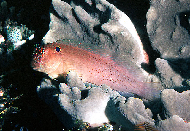 Cirripectes auritus
