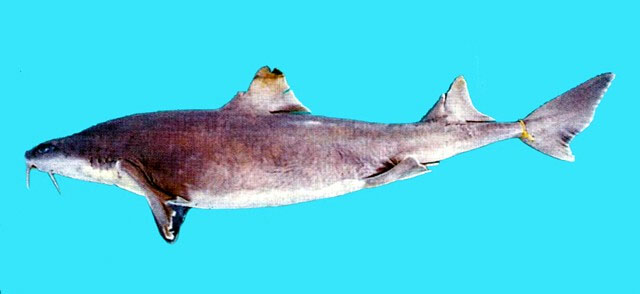 Cibar_u0.jpg