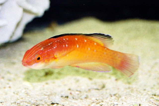 Cirrhilabrus nahackyi