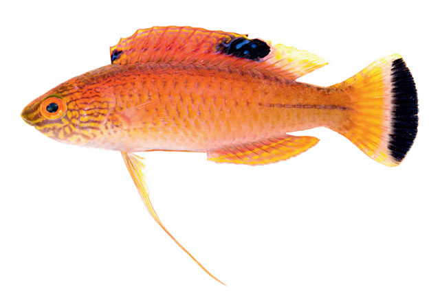 Cirrhilabrus briangreenei