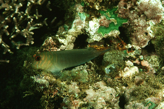 Cirripectes castaneus
