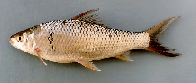 Cirrhinus molitorella