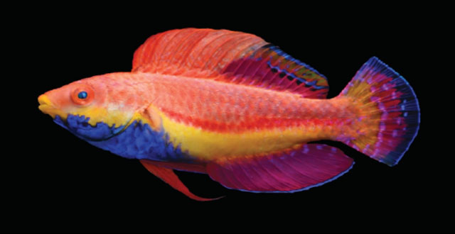 Cirrhilabrus cyanogularis