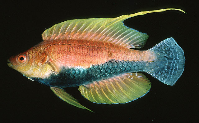Cirrhilabrus filamentosus