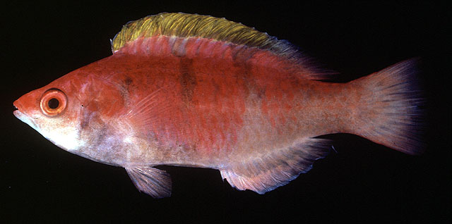 Cirrhilabrus flavidorsalis