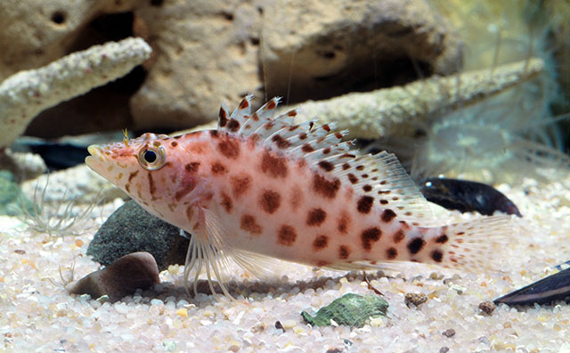 Cirrhitichthys guichenoti