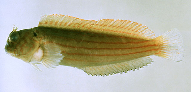 Cirripectes kuwamurai