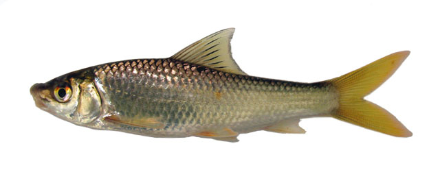 Cilob_u0.jpg