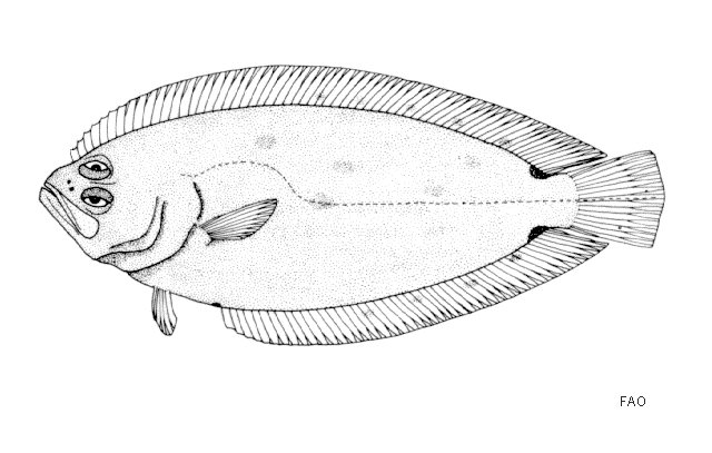 Citharoides macrolepis