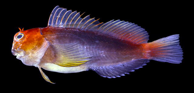 Cirripectes matatakaro