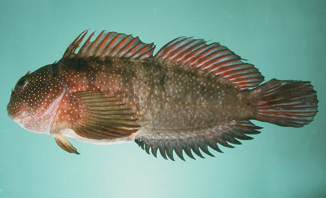 Cirripectes obscurus