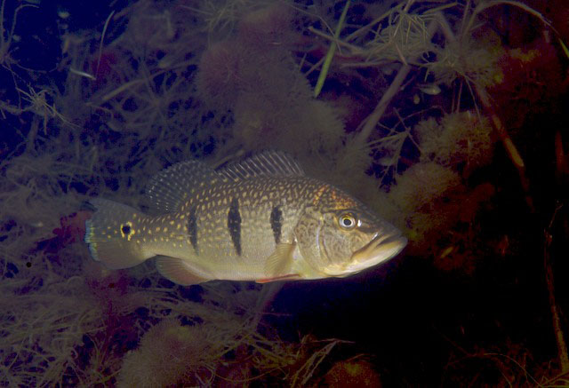 Cichla orinocensis