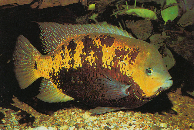 Cincelichthys pearsei
