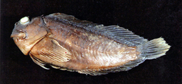 Cirripectes perustus