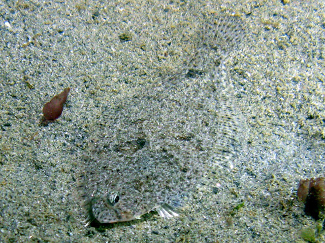 Citharichthys stigmaeus
