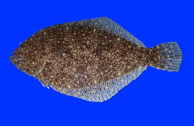 Citharichthys uhleri