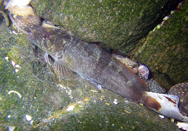 Clinus acuminatus
