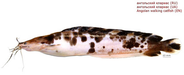 Clarias angolensis