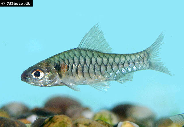 Clypeobarbus congicus