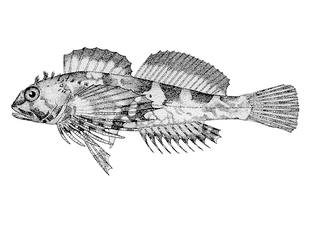 Clinocottus embryum