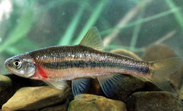 Clinostomus funduloides