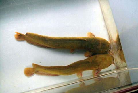 Clarias fuscus