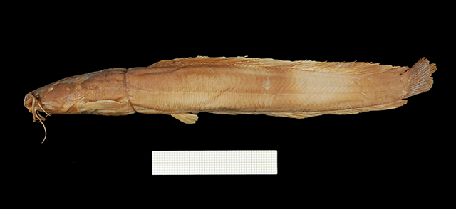 Clariallabes manyangae