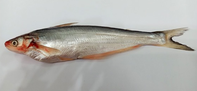 Clupisoma naziri