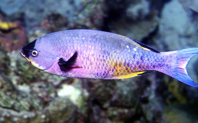 Bodianus parrae