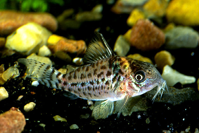 Brochis ambiacus