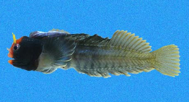Coralliozetus angelicus