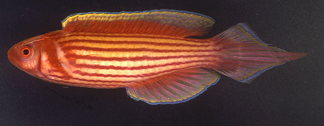 Cirrhilabrus apterygia