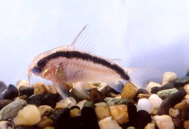 Brochis arcuatus