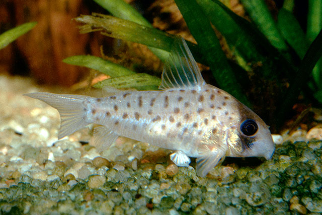 Hoplisoma atropersonatum