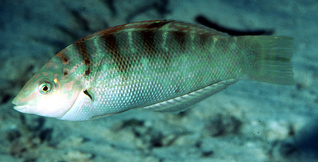 Coris batuensis