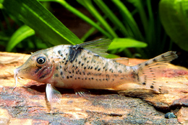 Corydoras blochi