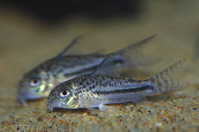 Hoplisoma bondi