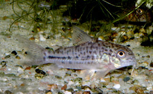 Hoplisoma breei