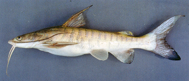 Arius burmanicus